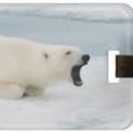 Polar bear luggage tag